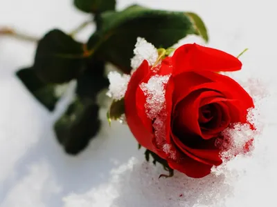 Когда роза пахнет розой: Delina Parfums de Marly | Отзывы покупателей |  Косметиста
