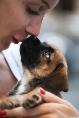 Животные, #Девушка, #Собаки, #аватары, #картинки, #фото, #авы,  https://avatarko.ru/kartinka/7450 | Самые милые животные, Симпатичный  щенок, Товары для животных