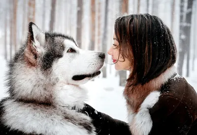 Обои на рабочий стол Девушка с улыбкой и собака породы сибирский хаски  смотрят друг на друга под падающим снегом, обои для рабочего стола, скачать  обои, обои бесплатно