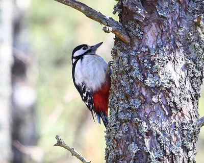 Большой пестрый дятел (Dendrocopos major) — Красноуфимский краеведческий  музей