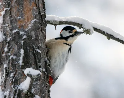 Зима Волосатый Дятел — стоковые фотографии и другие картинки Hairy  Woodpecker - Hairy Woodpecker, Зима, 2015 - iStock