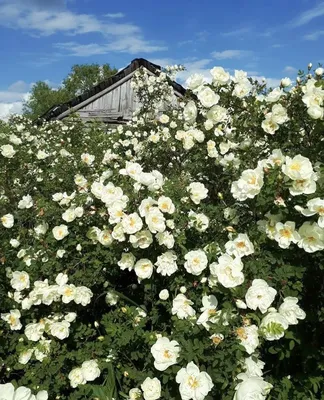 Красота дикой розы 😍🥀 Все таки они прекрасны в любом своём состоянии 🌹 |  Instagram