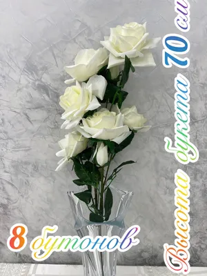 День рождения „Дикой Розы\" !!! :: Сеня Белгородский – Социальная сеть  ФотоКто