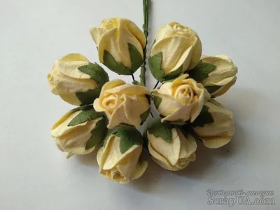 Дикие розы - Розы - Цветы, листья