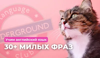 Пособие для педагогов ПРОФЕССИИ с карточками на английском языке арт. 7810  купить в Челябинске по низкой цене с доставкой по России | Интернет-магазин  «Раскрась детство»