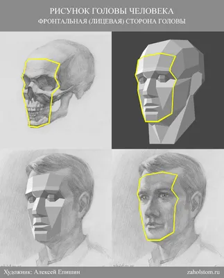 Как рисовать портрет? Основы рисунка головы человека. — zaholstom.ru