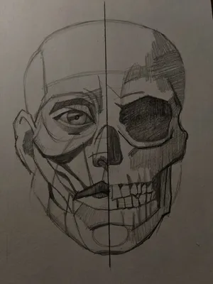 Строение черепа для рисования портрета | maikarrakuli | Дзен
