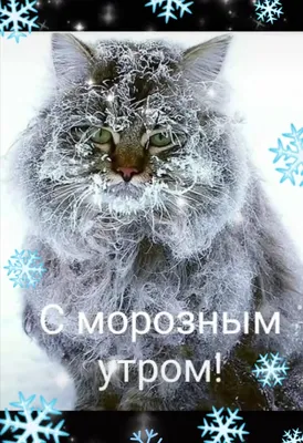 🌬️☃️🐾😾🐾☃️❄️ Зимнее морозное Утро! | Доброе утро, Смешные открытки,  Смешные карикатуры