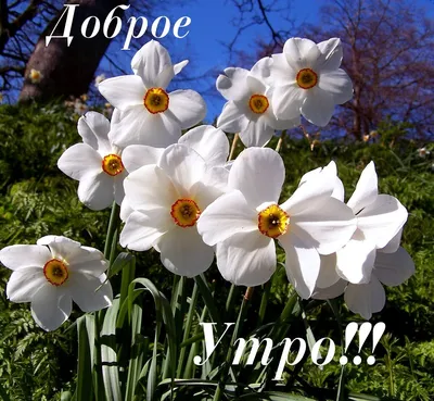 Доброе утро!!! Весна .... всем привет! _ Кричали все - Весна и вот он март  ... Галинка Багрецова | Лира Vision - Галинка Багрецова | Дзен