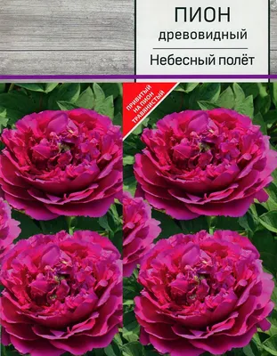 🌱 Пион древовидный Kao по цене от 1500 руб: саженцы - купить в Москве с  доставкой - интернет-магазин Все Сорта