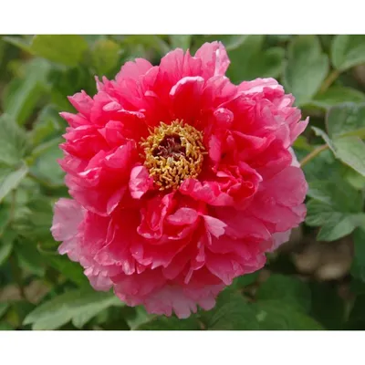 Paeonia suffruticosa 'Heze Red', Пион древовидный 'Хезе Ред'|landshaft.info