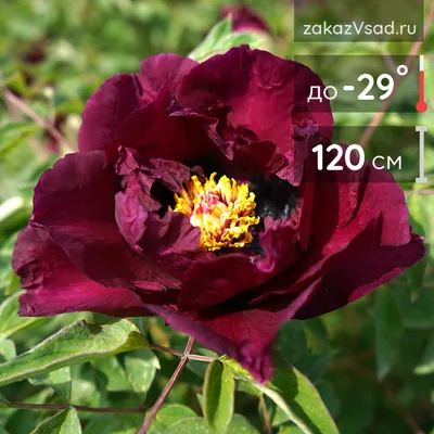 Пион древовидный Рока, сеянцы, бело-розовый с темной серединой , Paeonia  rockii