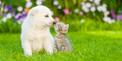 Кошки и собаки дружбы стоковое фото. изображение насчитывающей коты -  202245664
