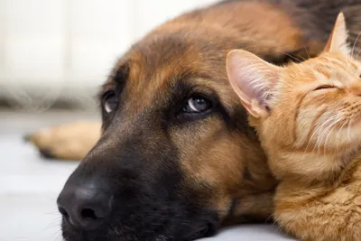 Дружба кошек и собак - Страница 4 - Колсар
