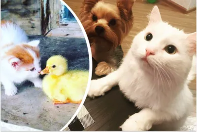 Кошка и собака вместе: породы кошек, которые дружат с собаками - Бравекто