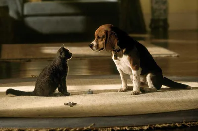 Как подружить кота и собаку? | Блог зоомагазина Zootovary.com