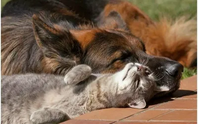История невероятной дружбы кота и собаки