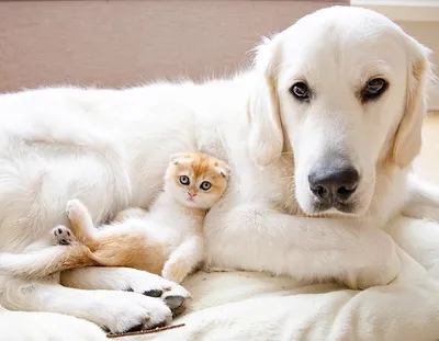 Трогательные истории дружбы собак и кошек - YouTube