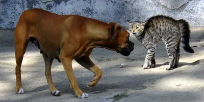 Дружба кошки и собаки - 69 фото