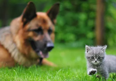 Кошка и собака - Друзья или враги? | Психология животных | Дзен