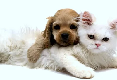 Две души, одно сердце: История дружбы кота и собаки | Лапка к лапке | Дзен