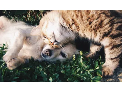 Как подружить кошку и собаку - Афиша Daily