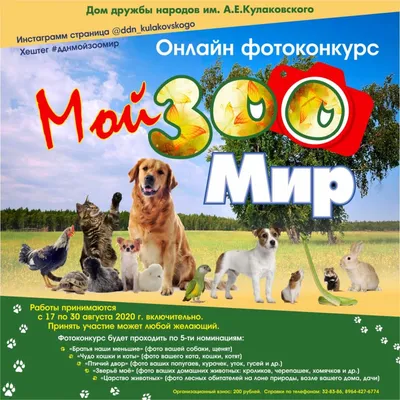 Как подружить кошку и собаку? Советы кинолога - Питомцы Mail.ru