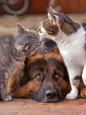 Лучшие друзья. Какие породы собак дружат с кошками? Отвечают эксперты  Адаптил