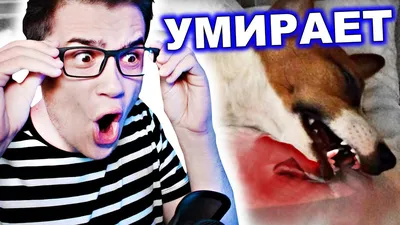 Elli Di Pets - Собаки, рыбки и другие питомцы | ВКонтакте