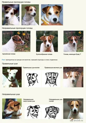 🐶 #собака | TikTok