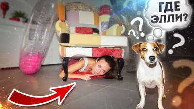 Сладкие парочки: популярные блогеры и их собаки | Кошечка Сола 🐈 | Дзен