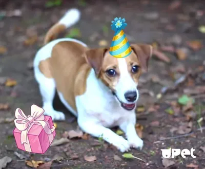 Elli Di Pets 2024 | ВКонтакте