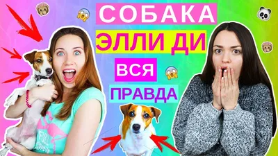 8 РОЗЫГРЫШ ОТ ЭЛЛИ ДИ ДЛЯ СОБАК, КОШЕК И РЫБОК | Elli Di Pets - YouTube