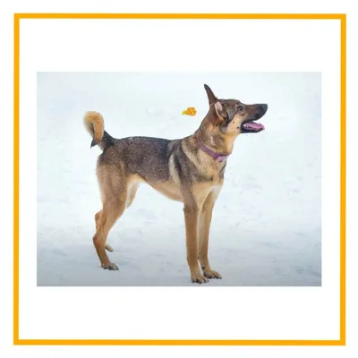 Тайская собака Джина стоковое фото. изображение насчитывающей головка -  128470584