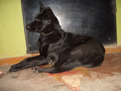 Собака Джина - Первоуральское Городское Общество Защиты Животных