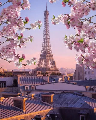 Эйфелева Башня С Цветущими Деревьями Весной В Париже Франция — стоковые  фотографии и другие картинки Модель Эйфелевой башни - iStock