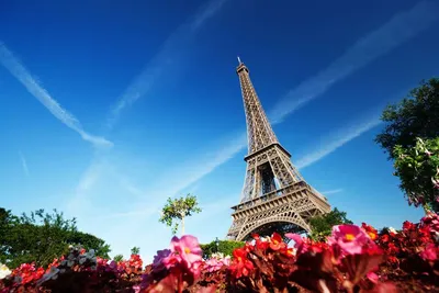 Иконическая Эйфелева башня в Париже на солнечный весенний день за вишневыми  цветами Стоковое Фото - изображение насчитывающей дневно, улица: 114861818