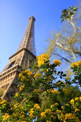 Париж: тур с гидом по Эйфелевой башне и подъем на вершину на лифте |  GetYourGuide