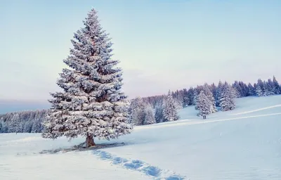Лес елки зима (142 фото) - 142 фото