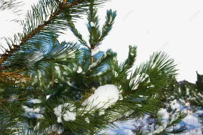 ветки ели покрытые снегом зимой Фото Фон И картинка для бесплатной загрузки  - Pngtree