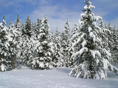 замороженные конусы и ветки ели зимой Стоковое Фото - изображение  насчитывающей сезон, напольно: 243851380