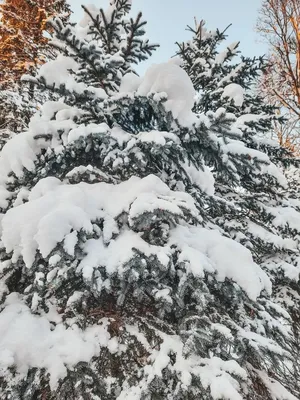ели зимой снег еловый лес снег PNG , лес, мороз, дерево PNG рисунок для  бесплатной загрузки