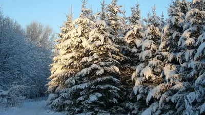 Зима Природа Ель - Бесплатное фото на Pixabay - Pixabay