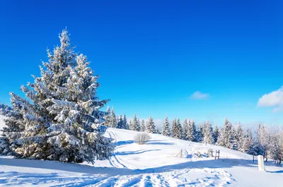 Ель зимой :: Сапсан – Социальная сеть ФотоКто