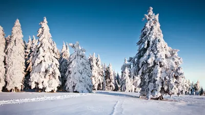 Картина на холсте Ели зима пейзаж природа елки сосны (5) 70х100 см - купить  по низкой цене в интернет-магазине OZON (1247229121)