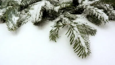 Ветки ели покрыты снегом в лесу в зимний день, крупным планом :: Стоковая  фотография :: Pixel-Shot Studio
