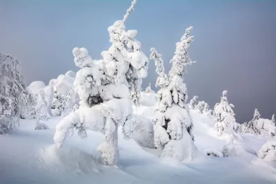 Обои деревья, фон, зима, природа, елки, snow, winter, trees, ель, снег на  рабочий стол