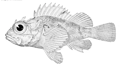 Морской ерш: описание рыбы скорпена, где живет, как выглядит, на что клюёт,  как ловить, ядовитая или нет, факты об использовании в кулинарии