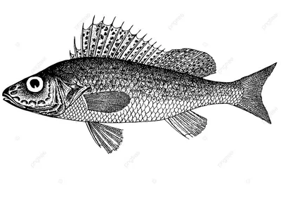 Ерш-носарь (Gymnocephalus acerina) | FishingBY.com