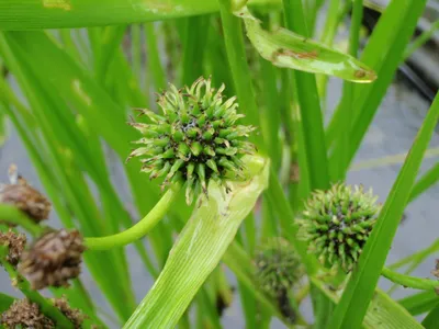 Ежеголовник прямой (Sparganium erectum)